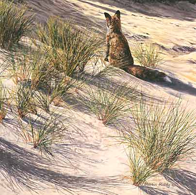 Original Wildlife Art : Red fox in the sand dunes
