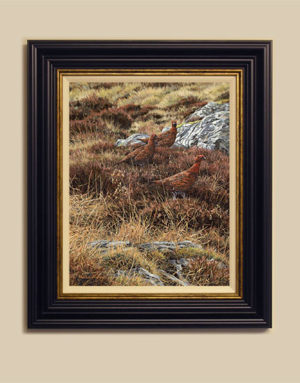 Framed print of red grouse for sale