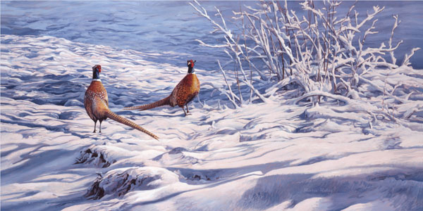 Ring-necked Pheasant in snow print - Available ready framed