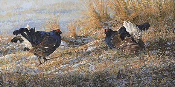 Original oil painting of displaying Black Grouse