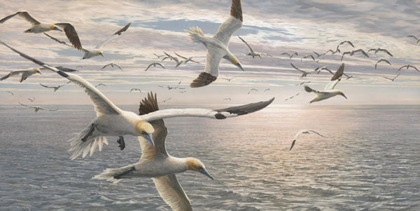 Gannets in Flight - Bird Painting by Martin Ridley
