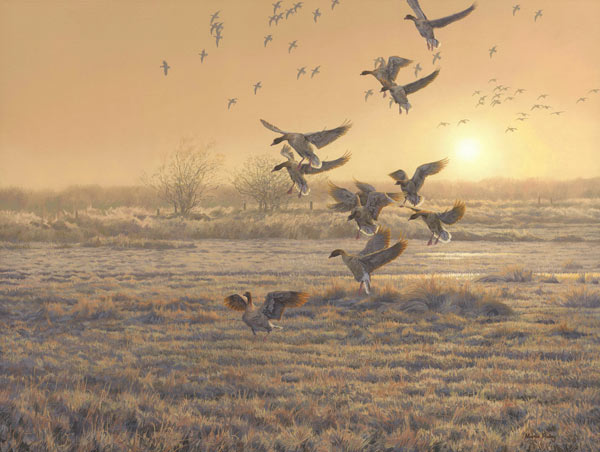 Pink-footed geese paintings in progress by artist Martin Ridley