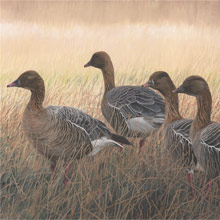 Pink-footed Geese Oil Painting