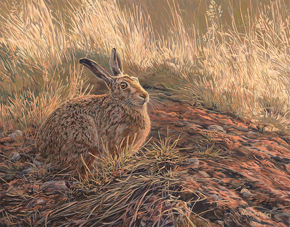 Brown Hare Study - Original Oil Painting by Martin Ridley