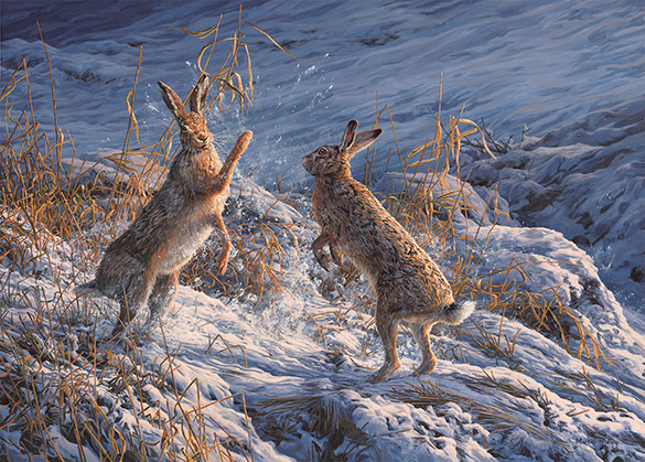 Brown hares boxing in snow oil painting by Martin Ridley