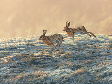 Wildlife art UK - oil painting- brown hares in action
