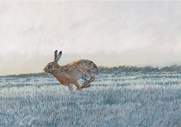 Wildlife artist UK - Action painting of brown hares in Norfolk