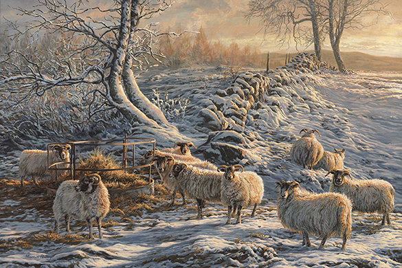 Black-faced Sheep in Snow - Oil Painting for Sale