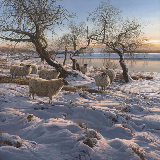 Winter Snow Scene: Flock of black-faced ewes on the banks of the Spey river near Nethybridge