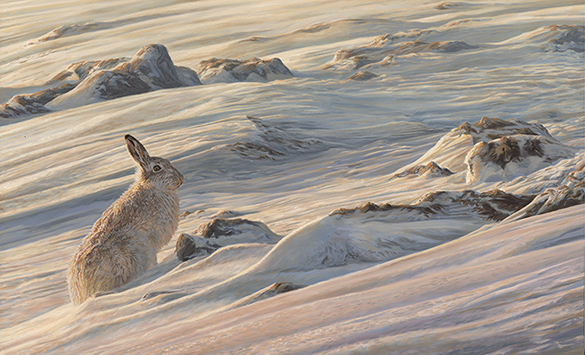 Above the Snowline - Mountain Hare original painting