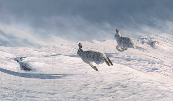 running mountain hares picture