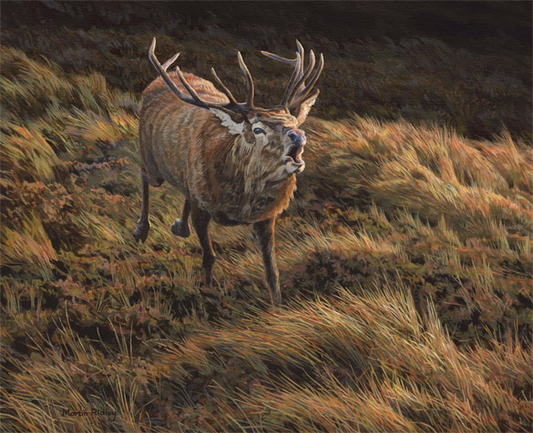 Charging red deer stag picture by Martin Ridley
