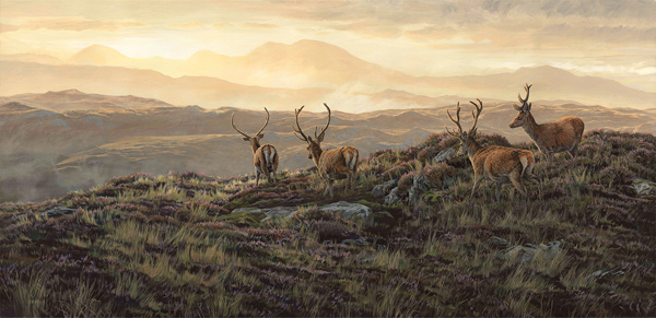 Velvet Morning - Red Deer Stags Painting