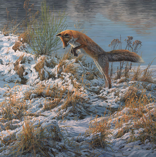 Red fox pounce - picture by Martin Ridley