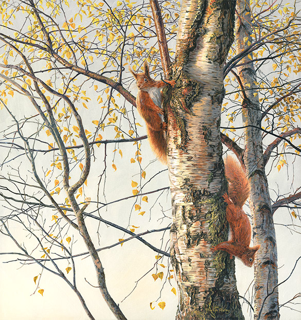 Pair of red squirrels in a silver birch. Oil painting by Martin Ridley