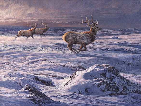 Running American Elk - original oil painting by Martin Ridley