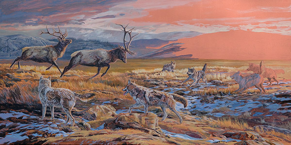 Gray wolves harassing American Elk. Oil painting in progress