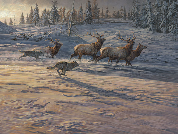 Gray wolves chasing American Elk or Wapiti original oil painting