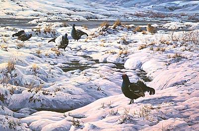 A painting of a snow covered black grouse lek
