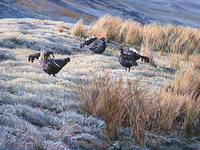A painting of three lekking black grouse