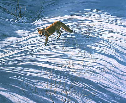 Wildlife Art: Fox in snow by Martin Ridley