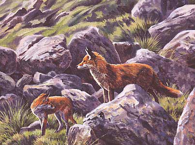 Wildlife Art : Dog fox standing guard by Martin Ridley