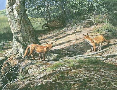 Original Wildlife Art : Badger and red fox cubs 