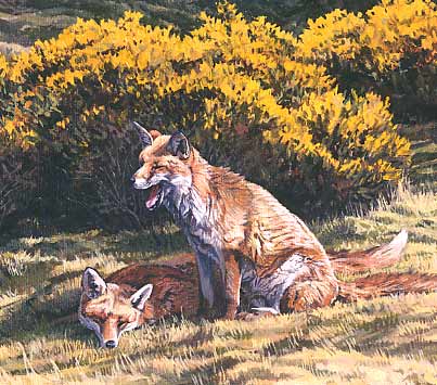 Wildlife Art: Foxes by Martin Ridley
