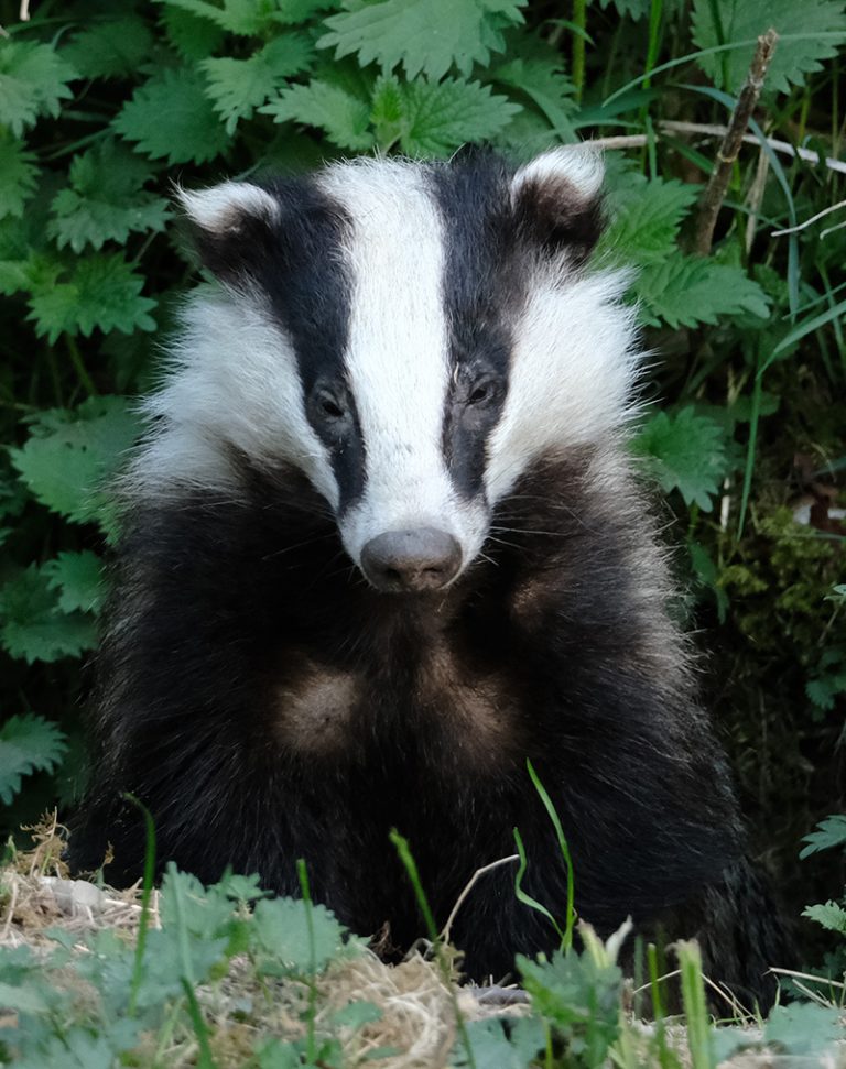 Photo: Badger emerging from the sett