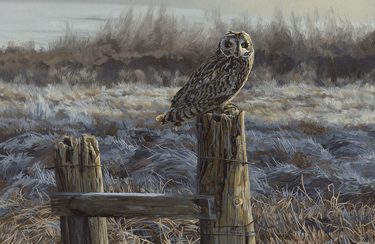 Martin Ridley Wildlife Artist | Original Paintings & Commissions