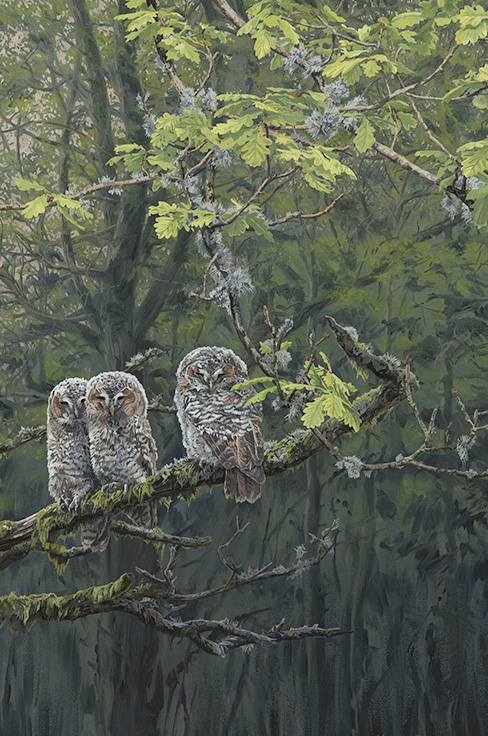 Martin Ridley Wildlife Artist | Original Paintings & Commissions