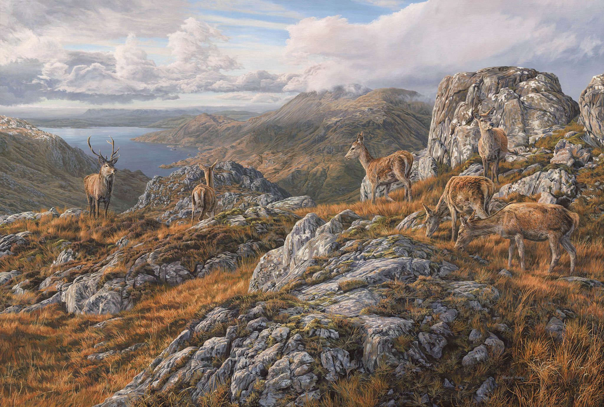 Martin Ridley Wildlife Artist | Original Paintings & Commissions