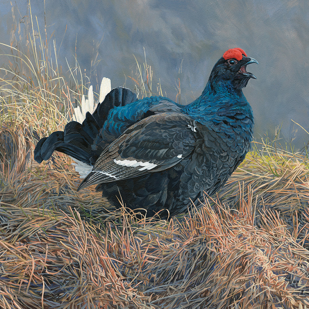 Bird paintings for sale
