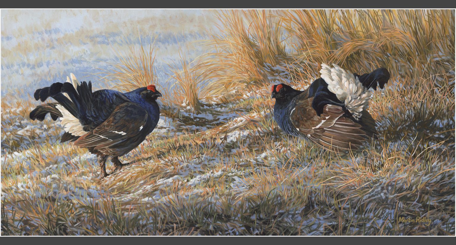 Martin Ridley Wildlife Artist | Original Paintings & Commissions