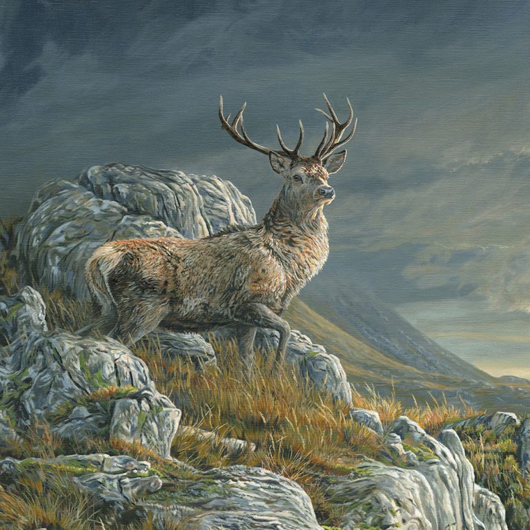 Martin Ridley Wildlife Artist | Original Paintings & Commissions