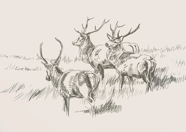 Red Deer Stags - Pencil Sketch by Martin Ridley
