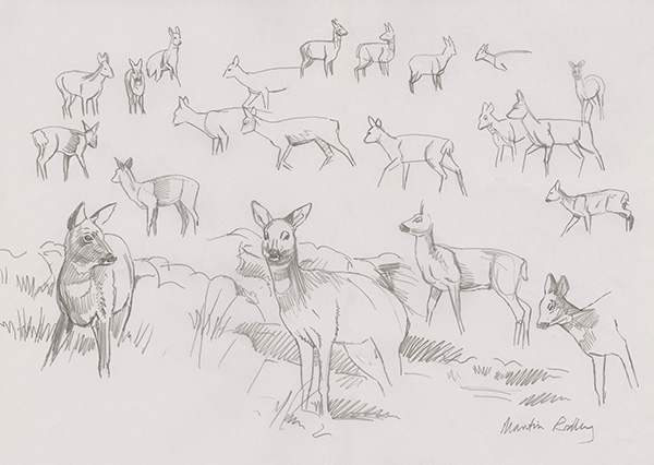Doe Roe Deer Sketches
