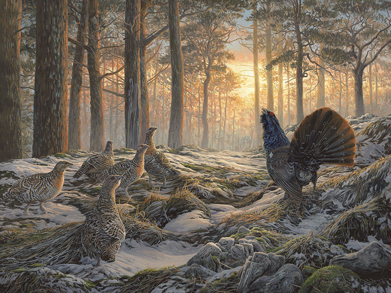 Completed gamebird painting in oils - Capercaillie by Martin Ridley