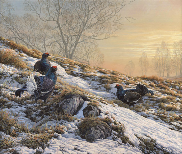 Game bird painting of  Black Grouse or Black Game