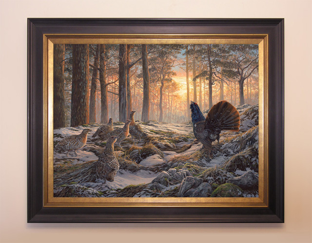 framed capercaillie oil painting for sale
