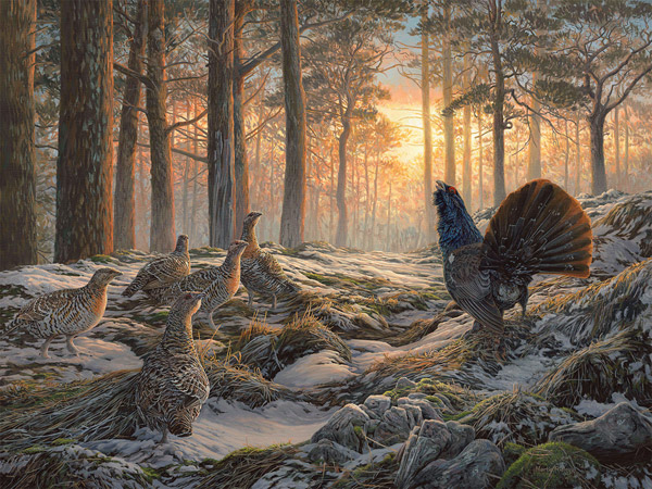 Original oil painting of displaying capercaillie and grey hens at the lek - Gamebird painting