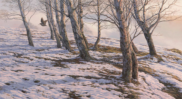 Oil painting of a woodcock over snow - Flushed woodcock flying through silver birches