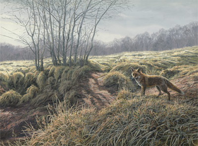 Wildlife Painting : Red Fox, Vulpes vulpes