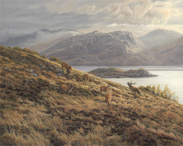 Red Deer stag and hinds above Loch Hourn near Arnisdale