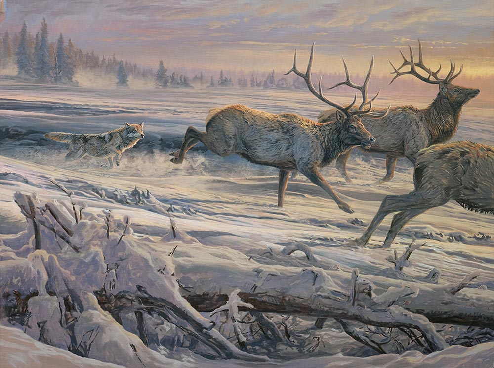 Gray Wolves chasing American Elk. Original oil painting.