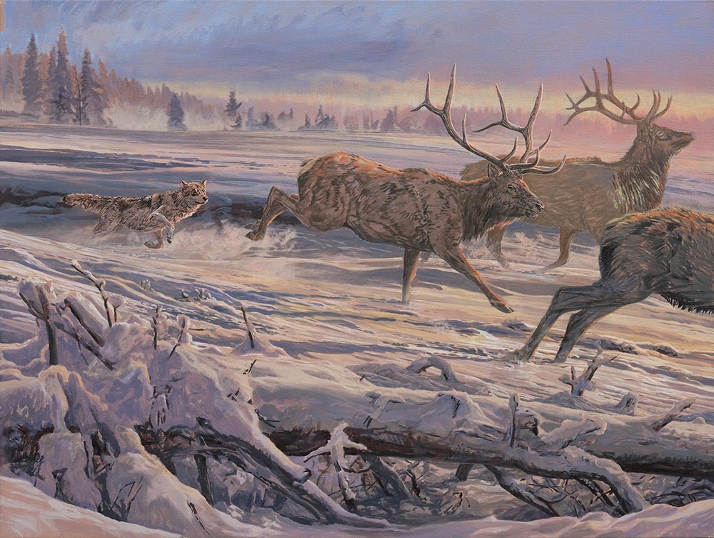 Canvas 2: Diptych oil painting of Gray Wolves hunting American Elk or Wapiti