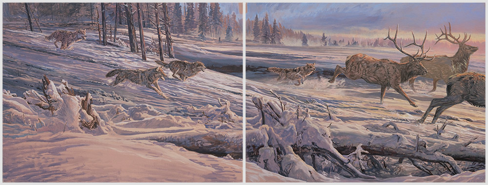 Diptych oil painting of Gray Wolves chasing American Elk or Wapiti